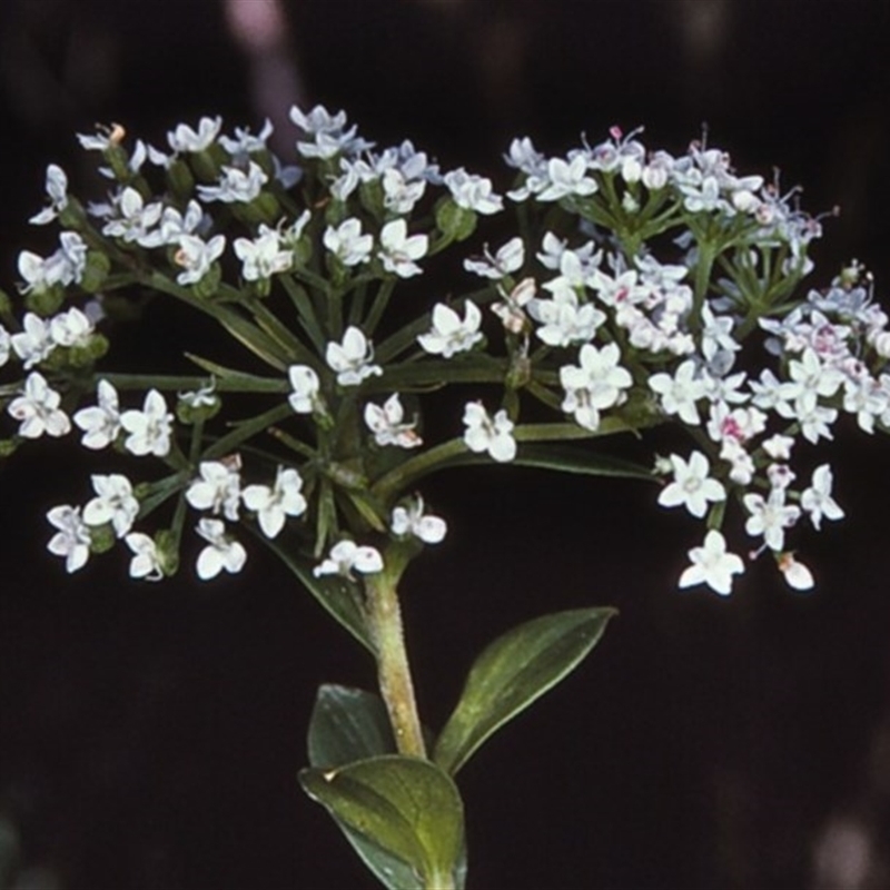 Platysace lanceolata