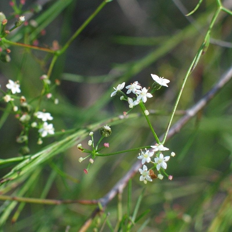 Jackie Miles, Wogamia NR