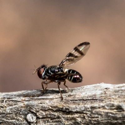 Platystomatidae (family)