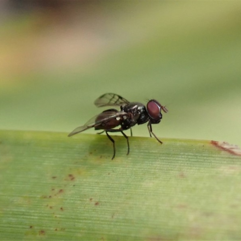 Platystomatidae (family)