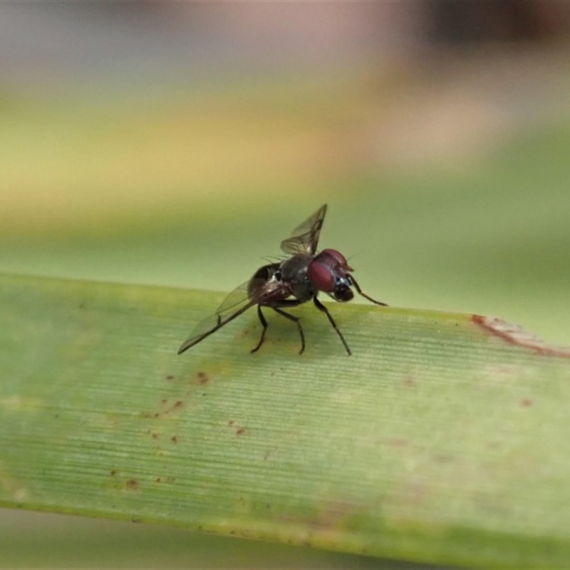 Platystomatidae (family)