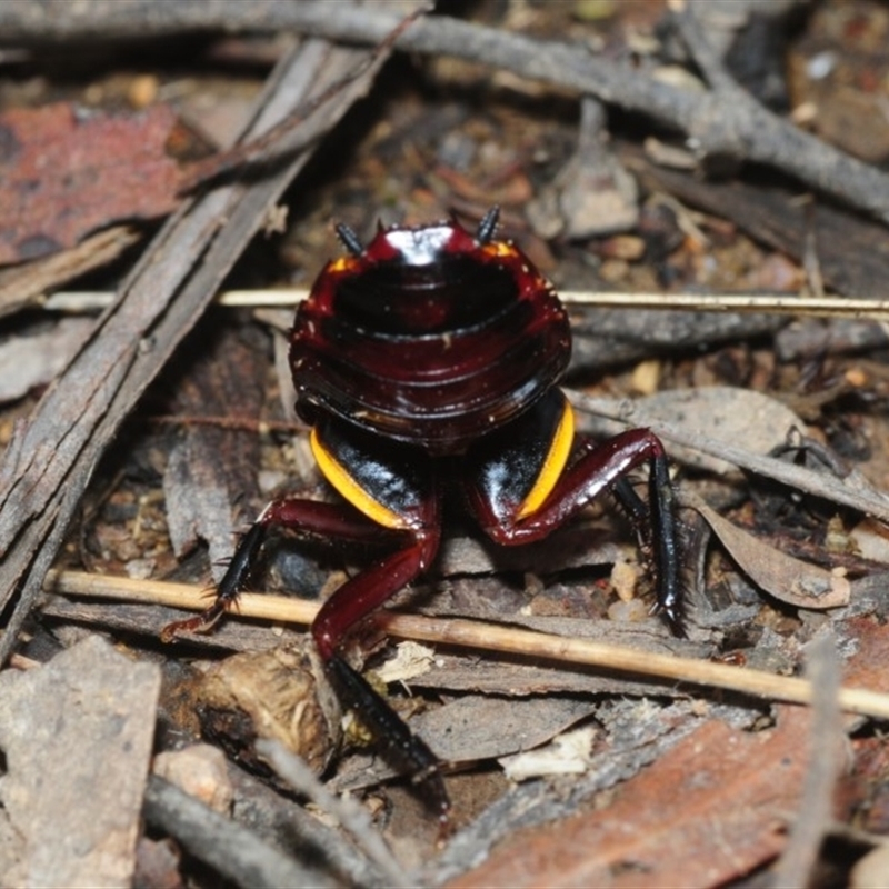 Platyzosteria similis