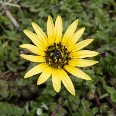 Arctotheca calendula