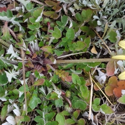 Arctotheca calendula