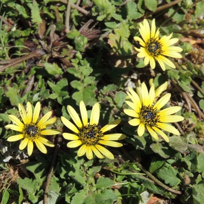 Arctotheca calendula