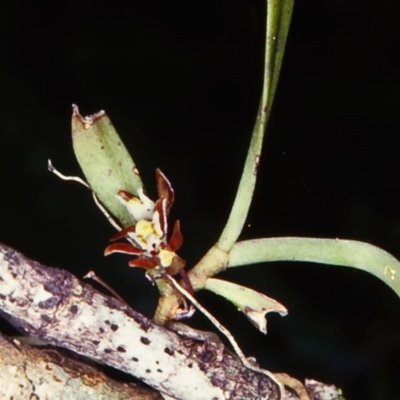 Plectorrhiza tridentata