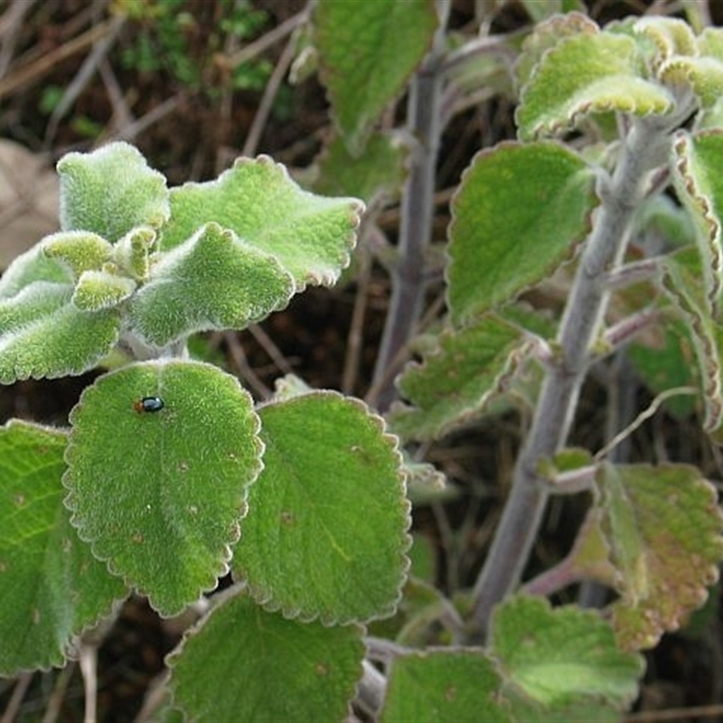 Plectranthus graveolens