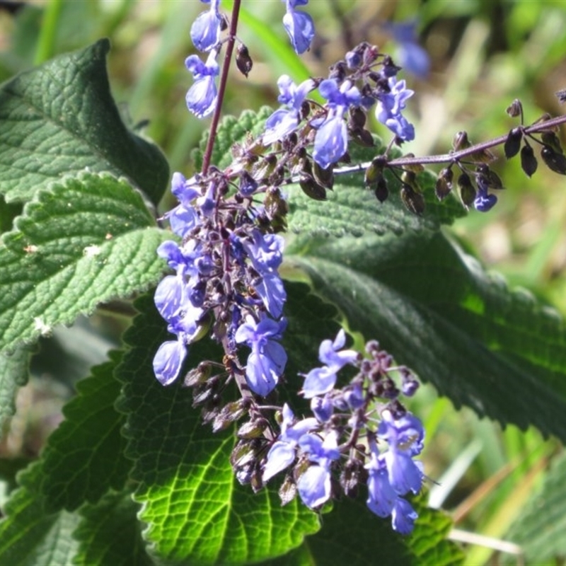 Plectranthus graveolens