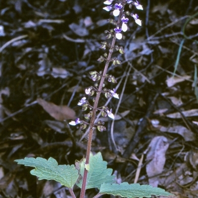 Plectranthus parviflorus