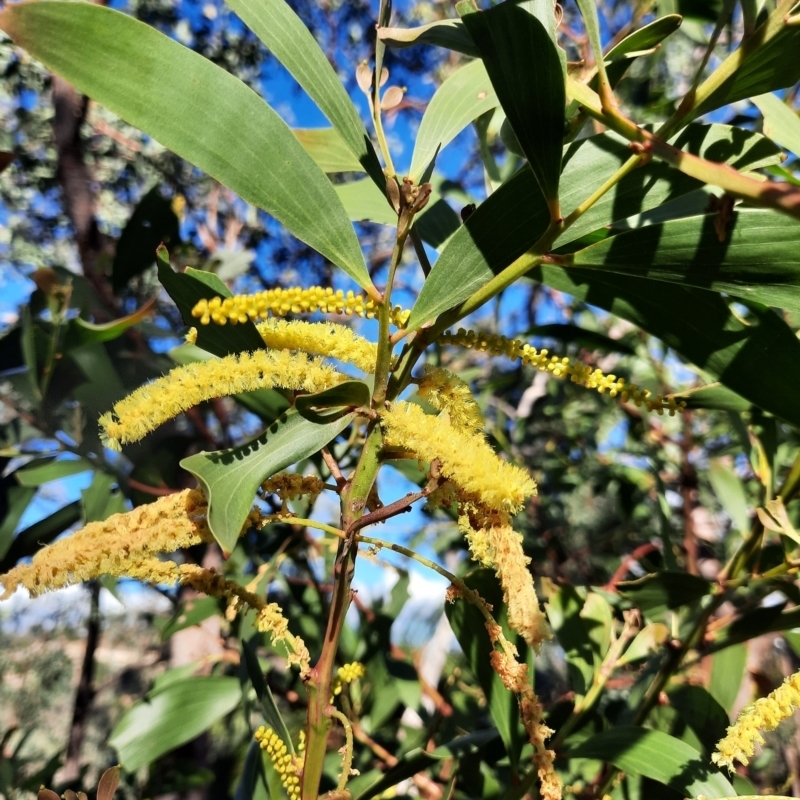 Acacia leiocalyx subsp. leiocalyx