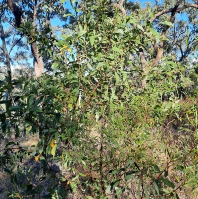 Acacia leiocalyx subsp. leiocalyx