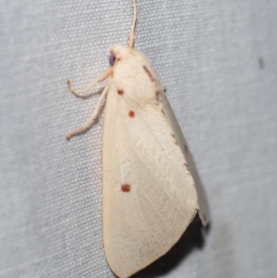 Female underside