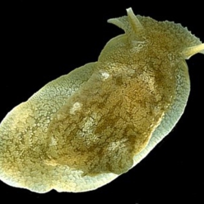 Pleurobranchaea maculata