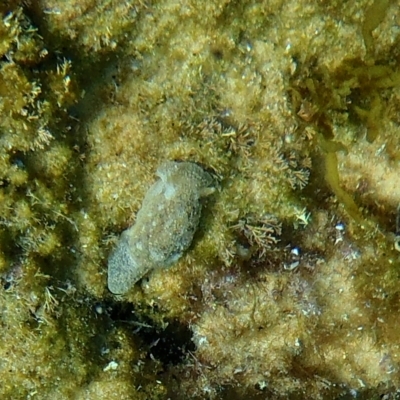 Pleurobranchaea maculata