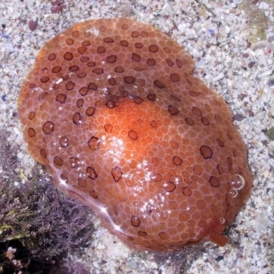 Pleurobranchus peronii