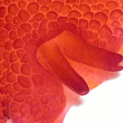 Pleurobranchus peronii