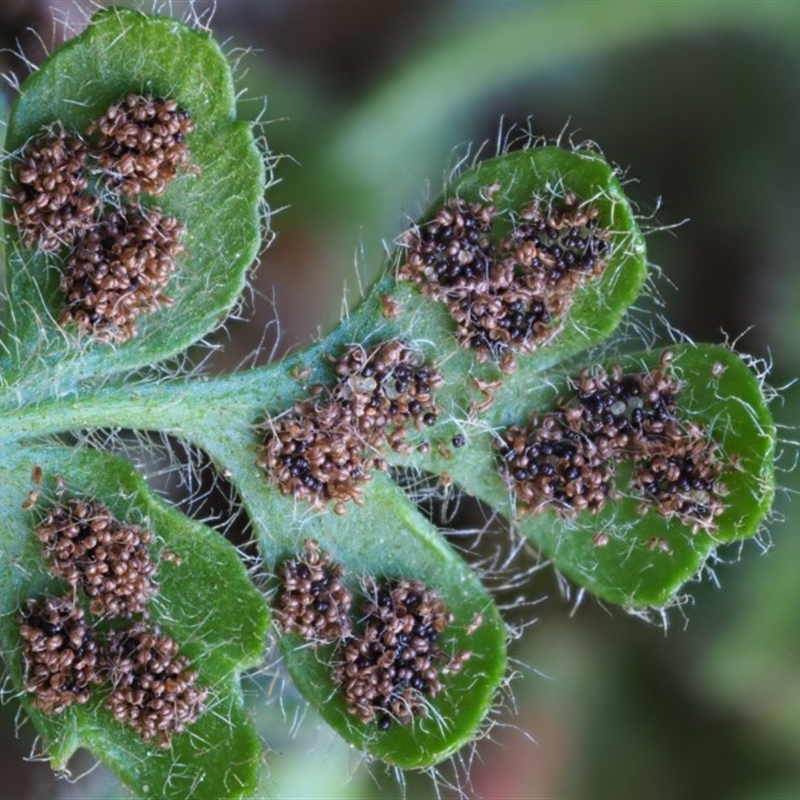 Asplenium subglandulosum