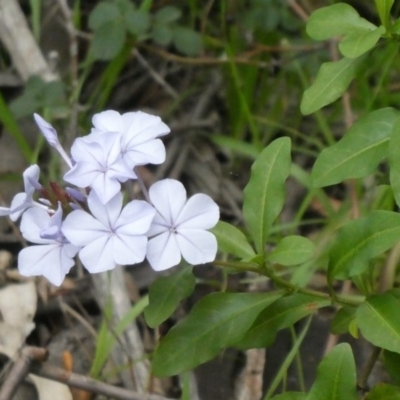 Plumbago auriculata