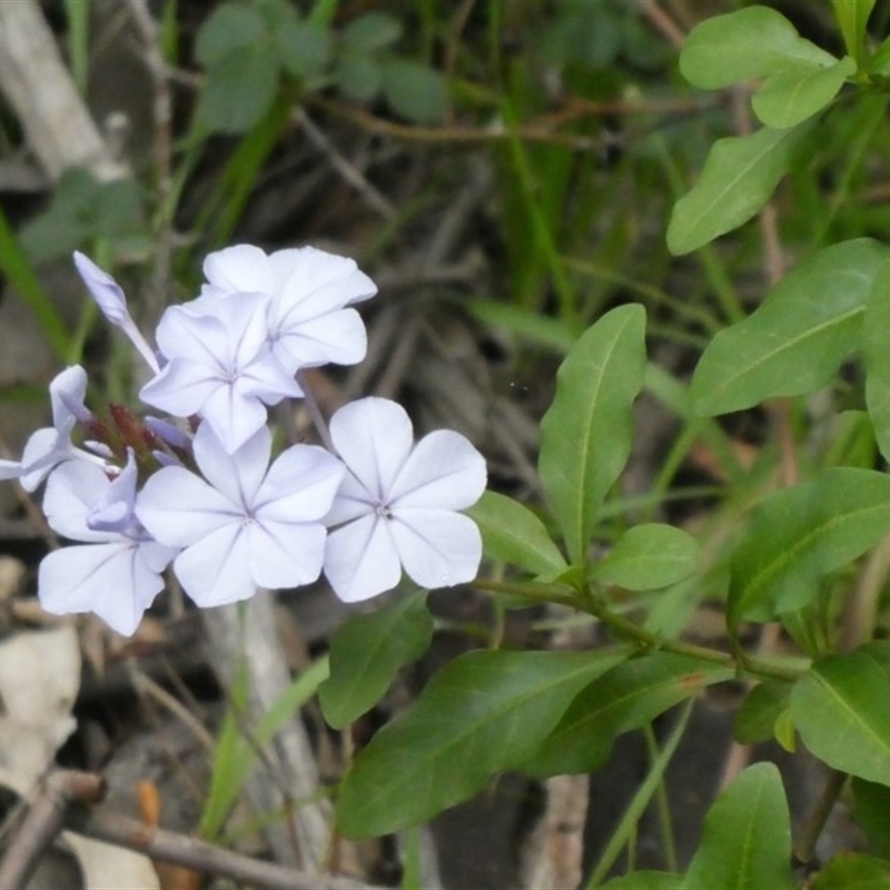 Plumbago auriculata