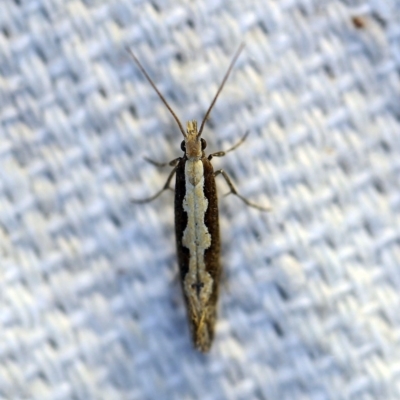 Plutella xylostella