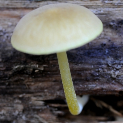 Pluteus romellii