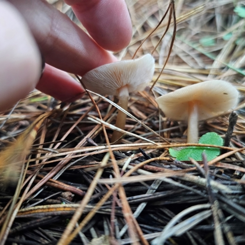 Pluteus sp.