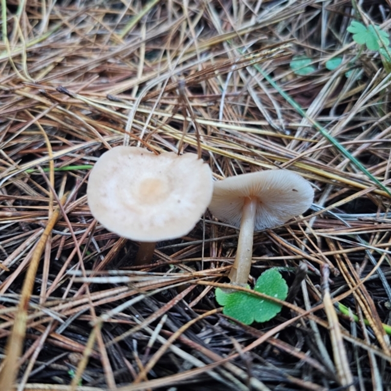 Pluteus sp.