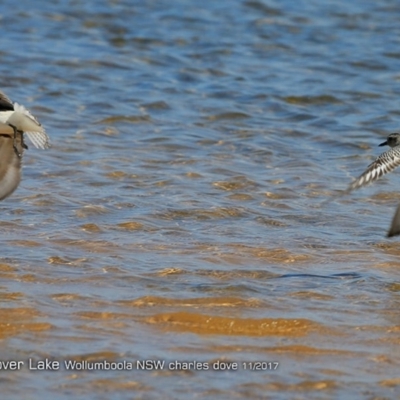 Pluvialis squatarola