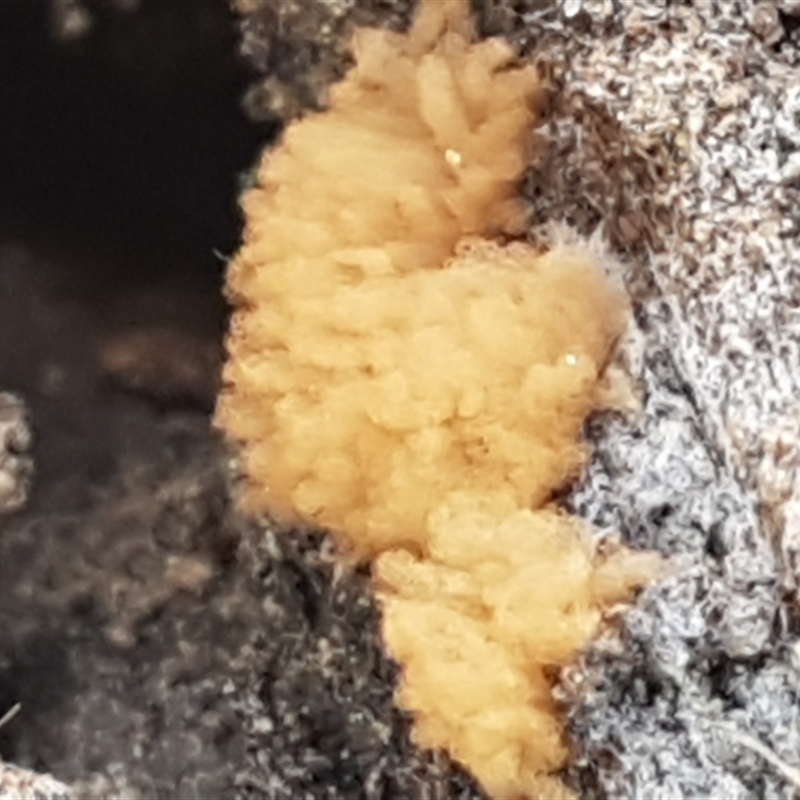 Arcyria sp. (genus)