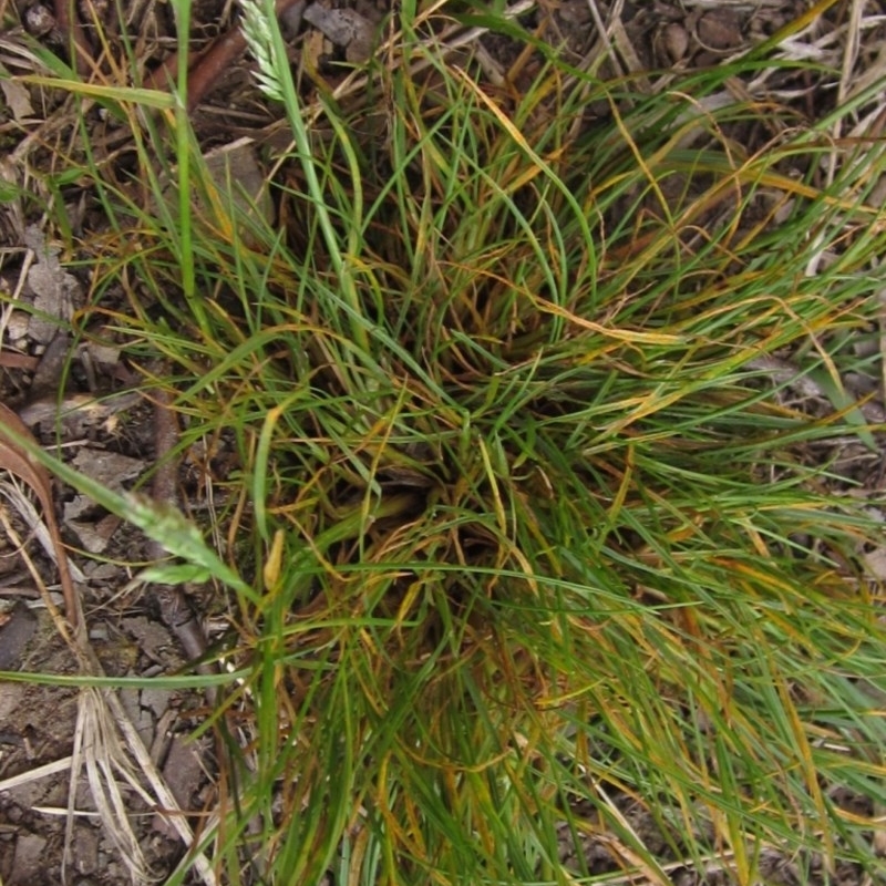 Poa bulbosa