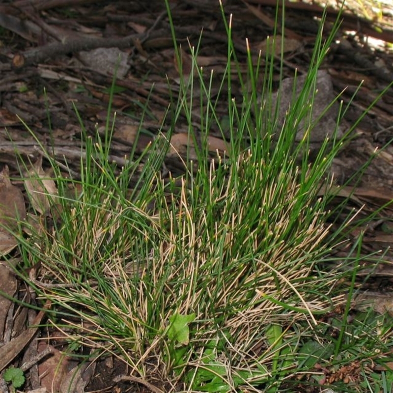 Jackie Miles, Yambulla Peak