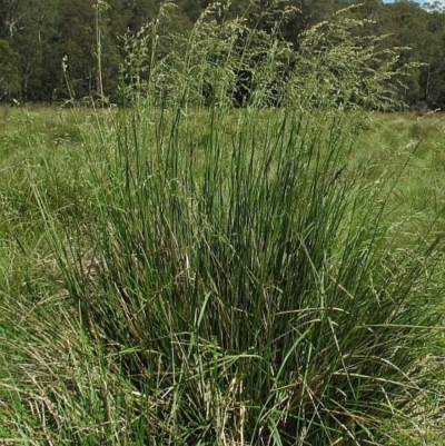 Poa helmsii