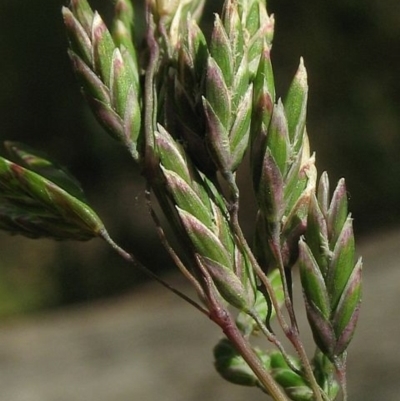 Poa helmsii