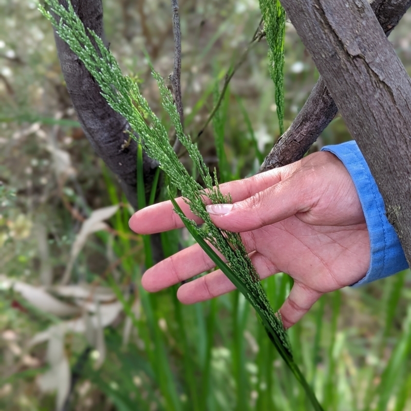 Poa helmsii