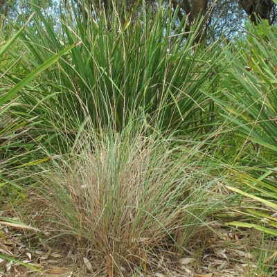 Poa poiformis