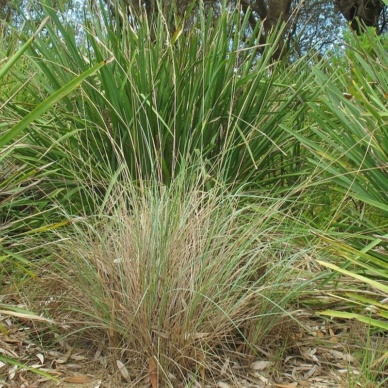Jackie Miles, Moruya airport dunes