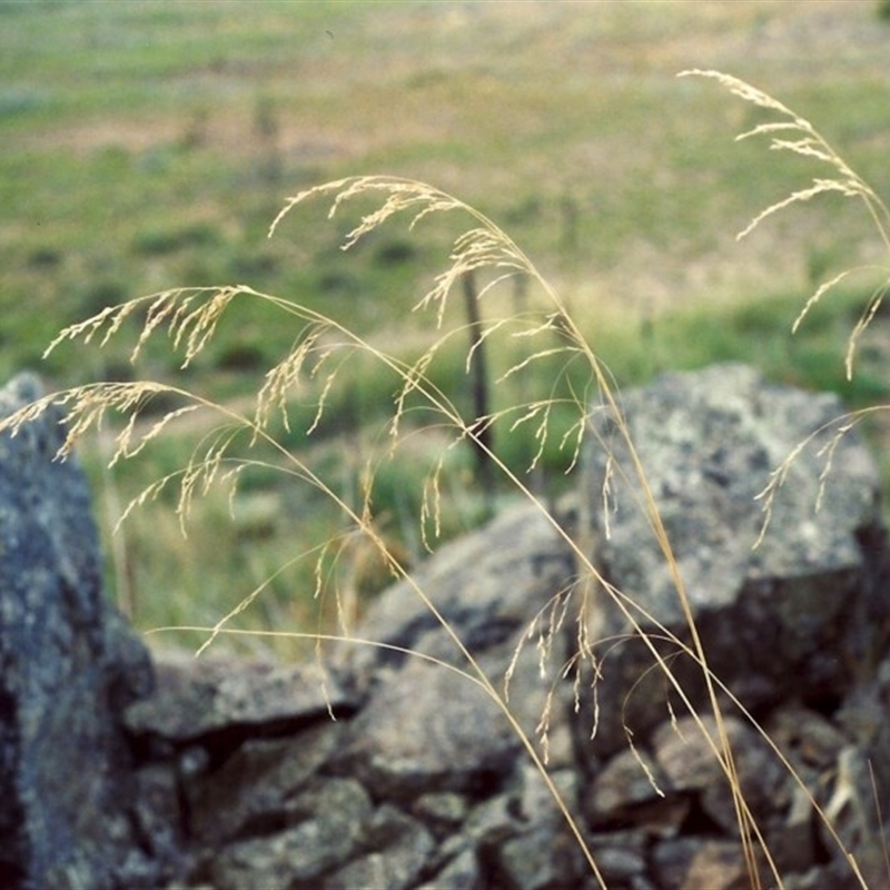 Poa sieberiana var. cyanophylla