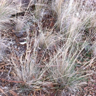 Poa sieberiana var. sieberiana