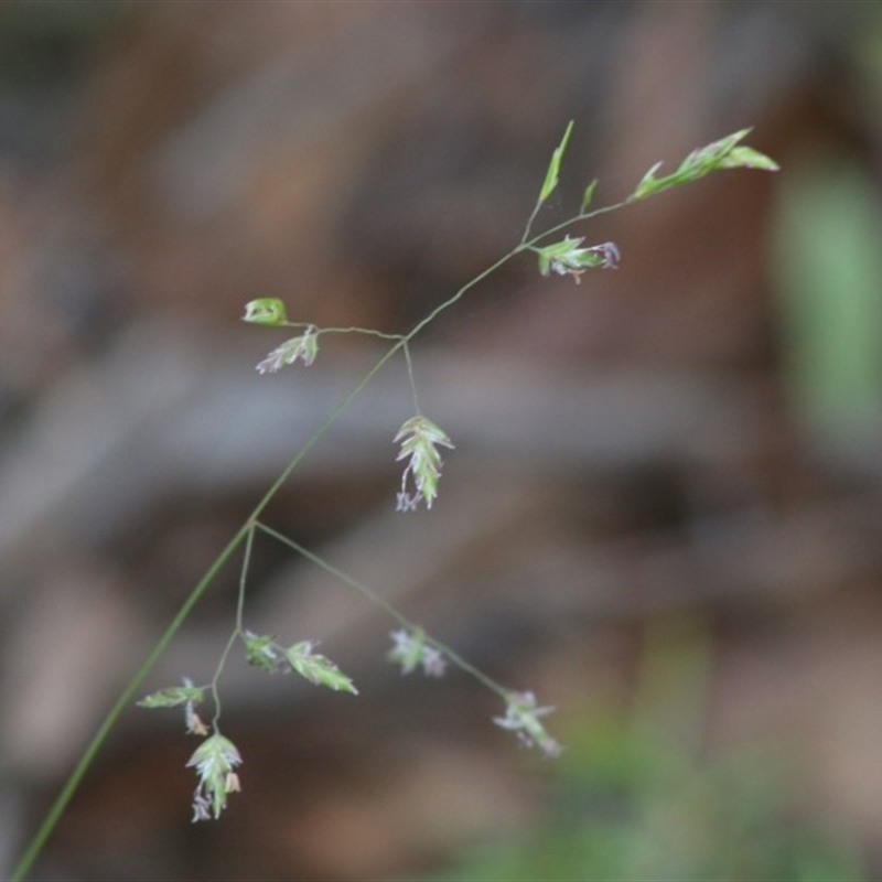 Poa sp.