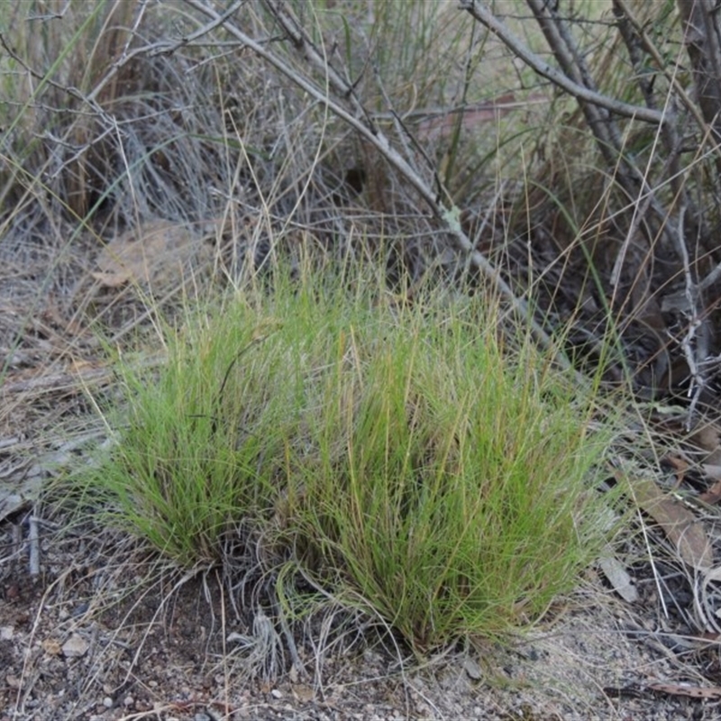 Poa sp. CNM1 (under review, formerly Poa meionectes)