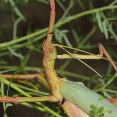 Podacanthus typhon