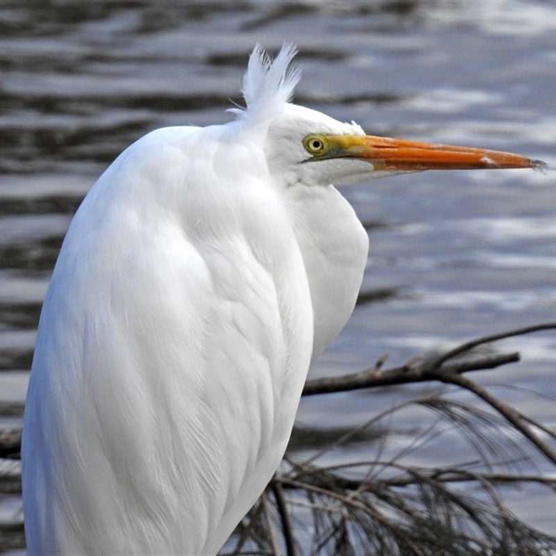 Ardea alba