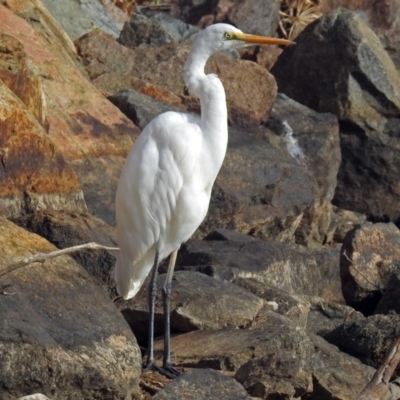 Ardea alba