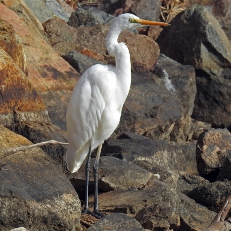 Ardea alba