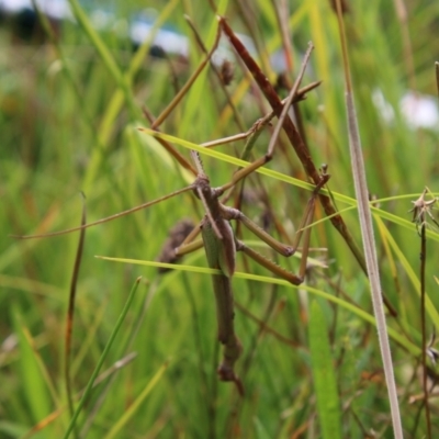 Podacanthus viridiroseus