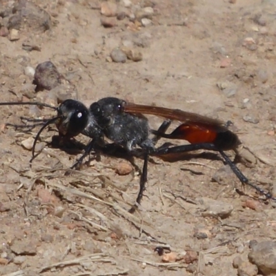 Podalonia tydei