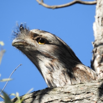 Podargus strigoides