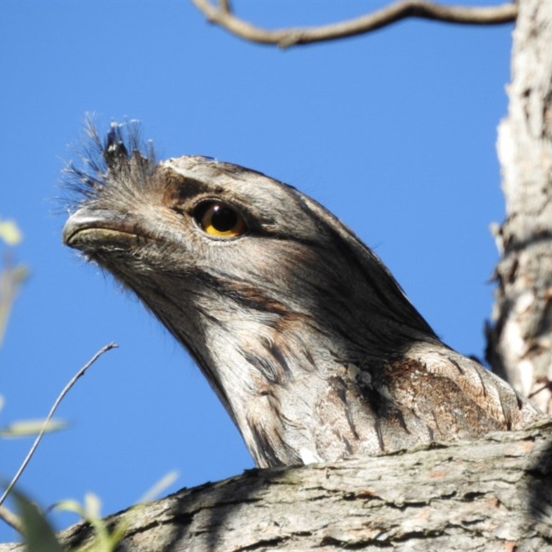 Podargus strigoides