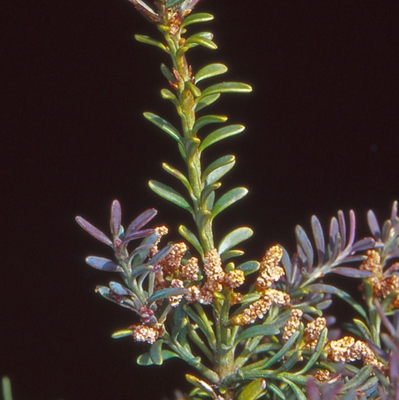 Podocarpus lawrencei