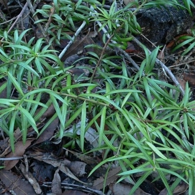 Podocarpus spinulosus